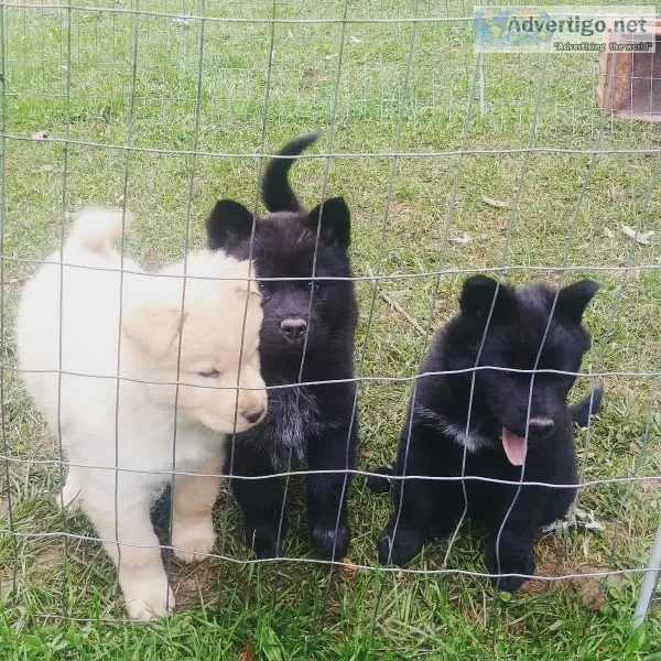 Chusky puppies