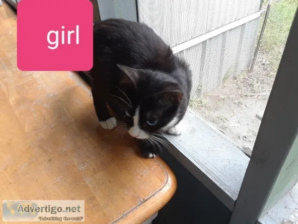 Free kittens