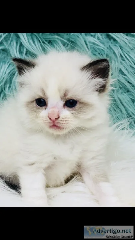 Ragdoll kittens