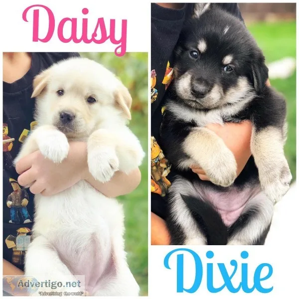 Goberian Puppies