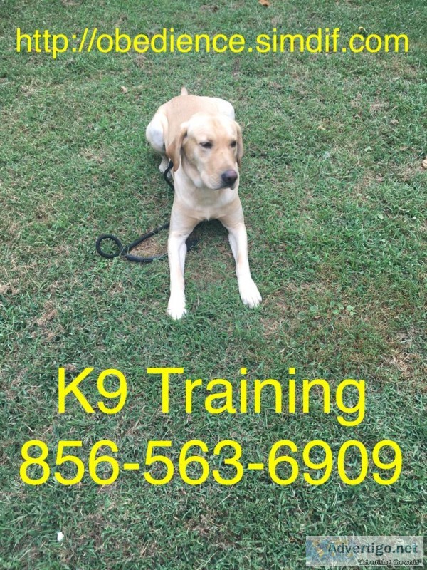 Working with your dog training and more