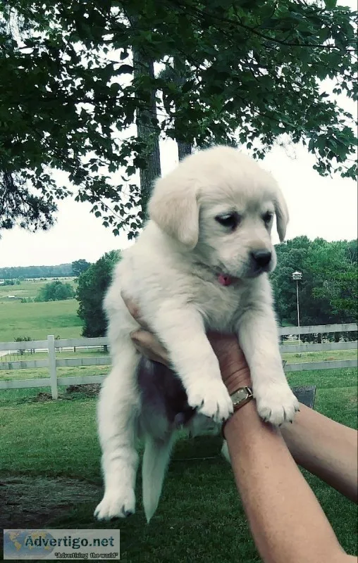 Goldador pups