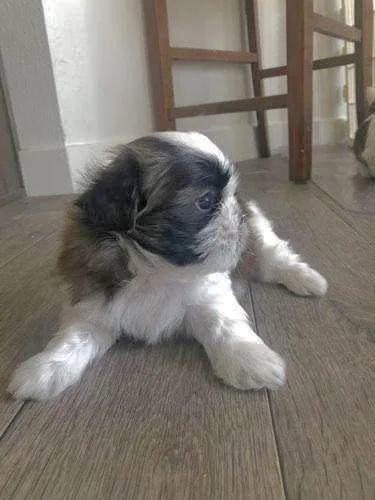 Pure bred Shih Tzu s