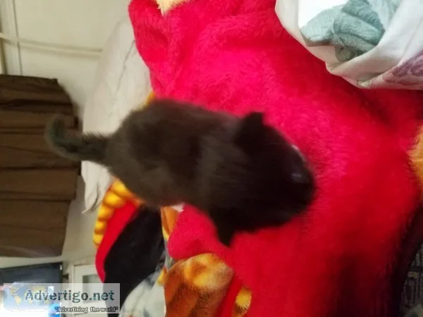 FREE KITTENS