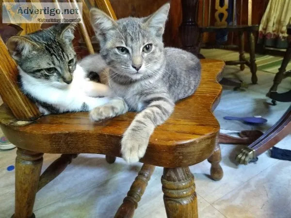 Free kittens