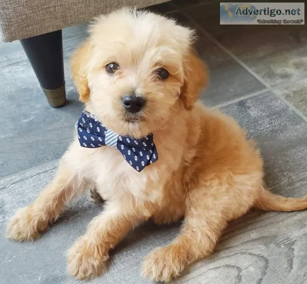 F1b Labradoodle - Cooper