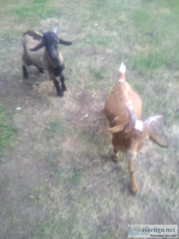 2 male goats