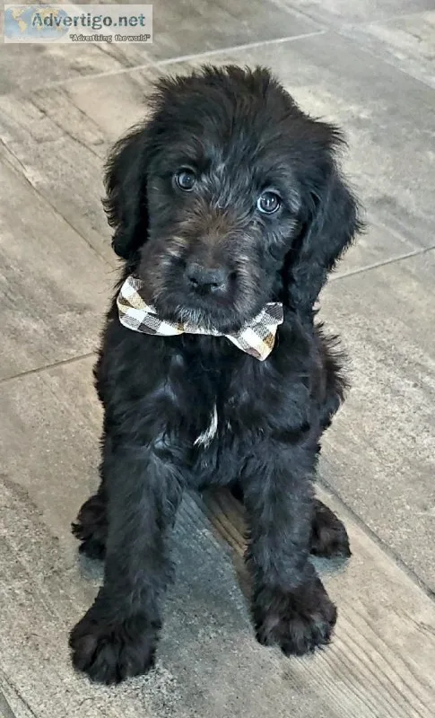 F1b Labradoodle - Bentley