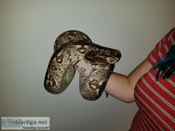 Dumerils Boa