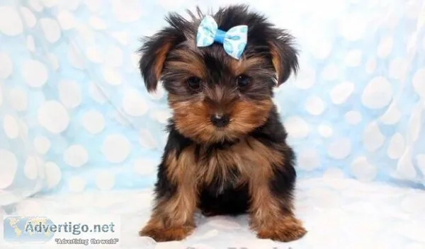 Tea cup Yorkie