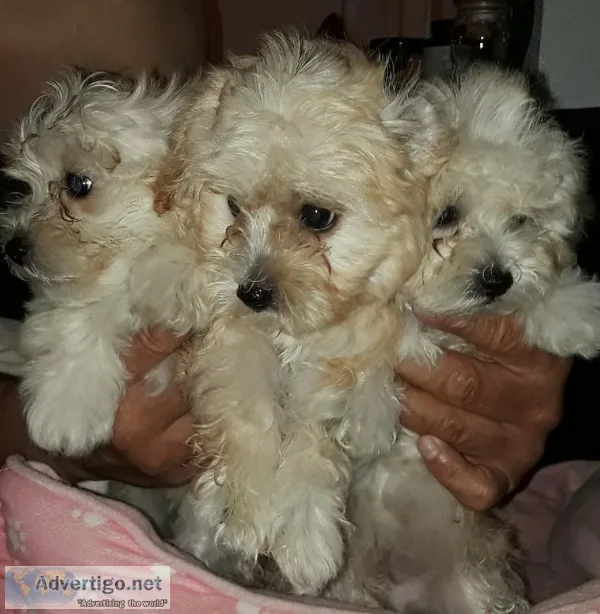 Maltipoo Puppies for sale