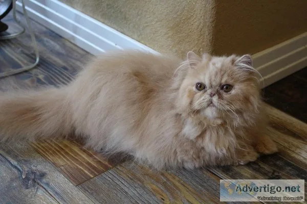 Persian KITTEN neutered male
