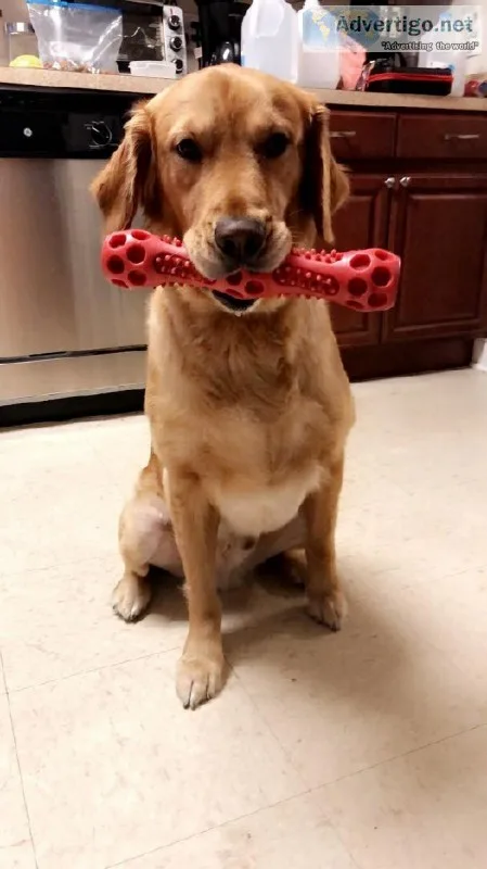 GOLDEN RETRIEVERS PUREBRED