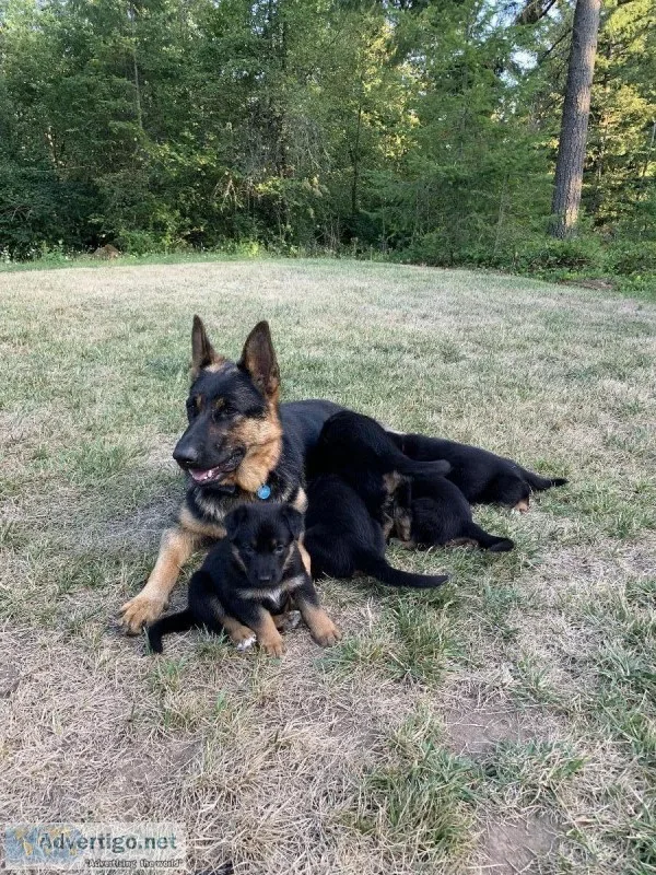 German Shepherd puppies