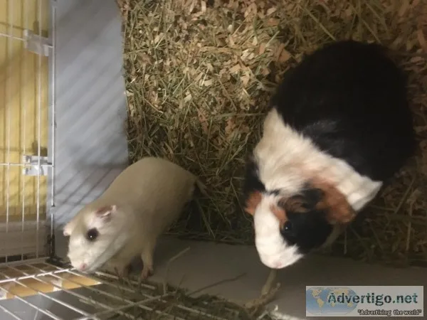 Guinea pigs 2 sisters
