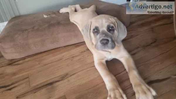 Cane Corso Male puppy Formentino wgrey mask