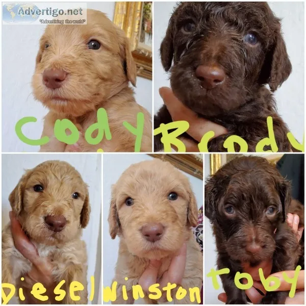 Labradoodles