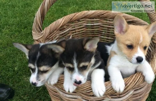 2 Corgi 10 weeks has Shots dewormed litterbox Trained.
