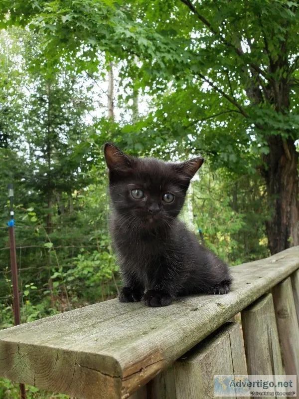 Adorable kitten