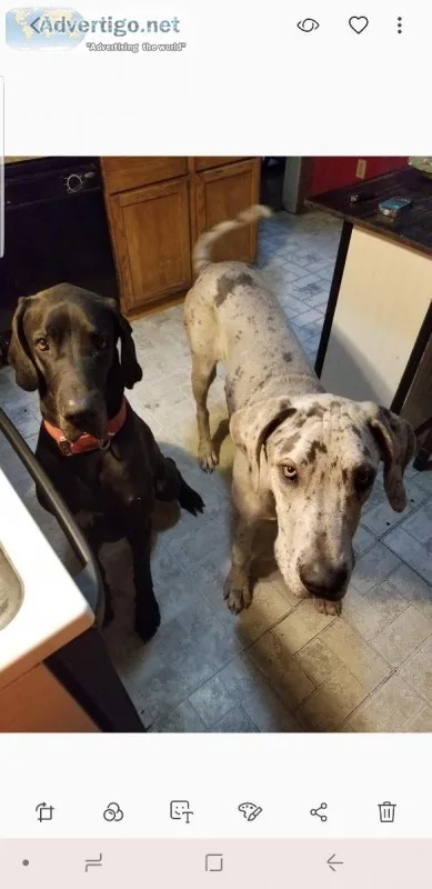 Great danes