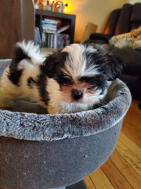 Shih tzu puppy