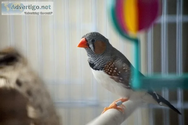 zebra finches for sale