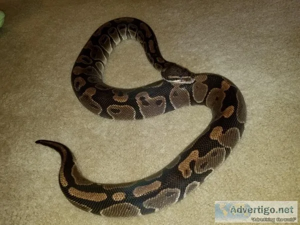 Normal ball python