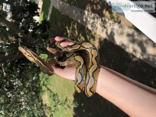 Sunfire Het Purple Reticulated Python