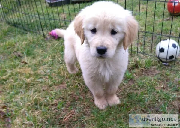 AKC Golden Retriever Puppies