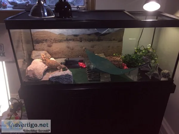 BEARDED DRAGON  HOME
