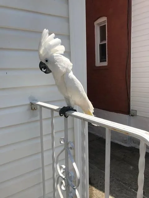 Umbrella cockatoo available