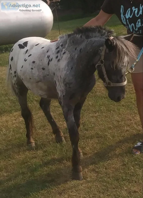 Mini horse