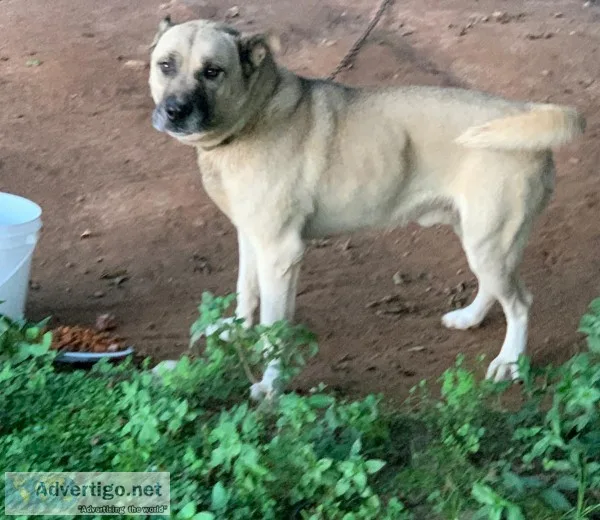 Free male dog