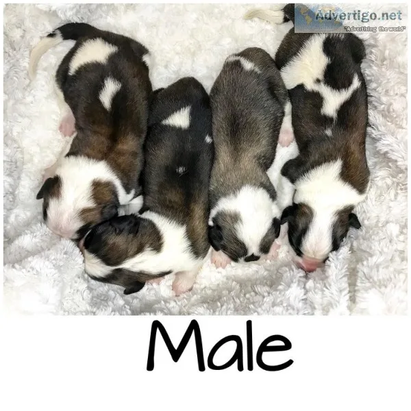 Purebred Saint Bernard Puppies
