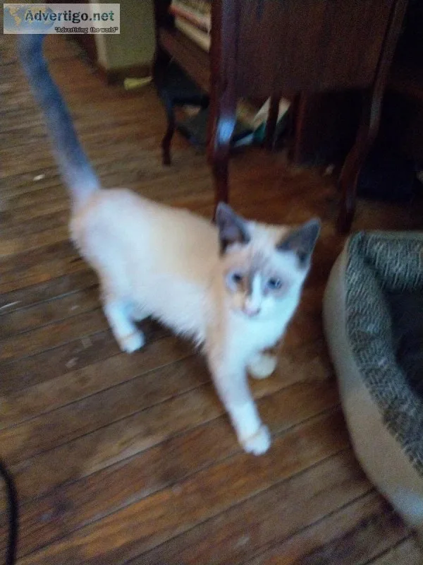 We homing cats