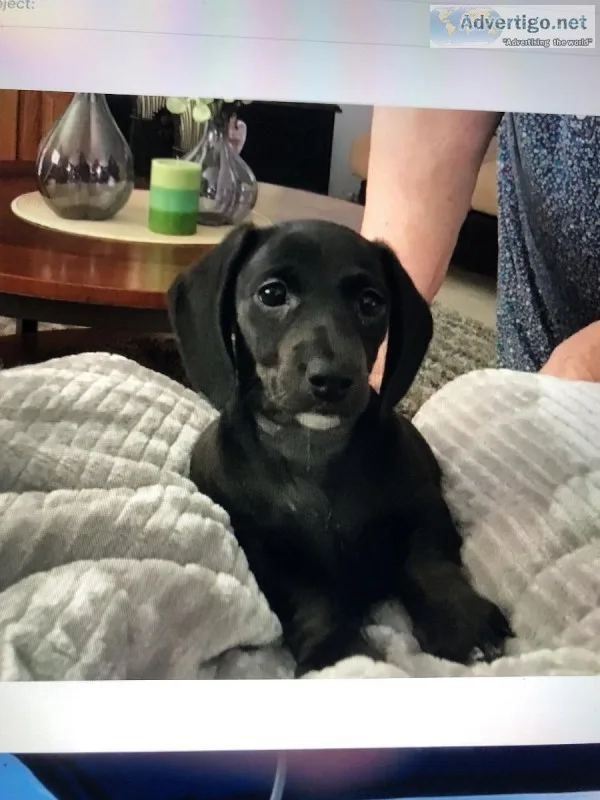 CKC Dachshund