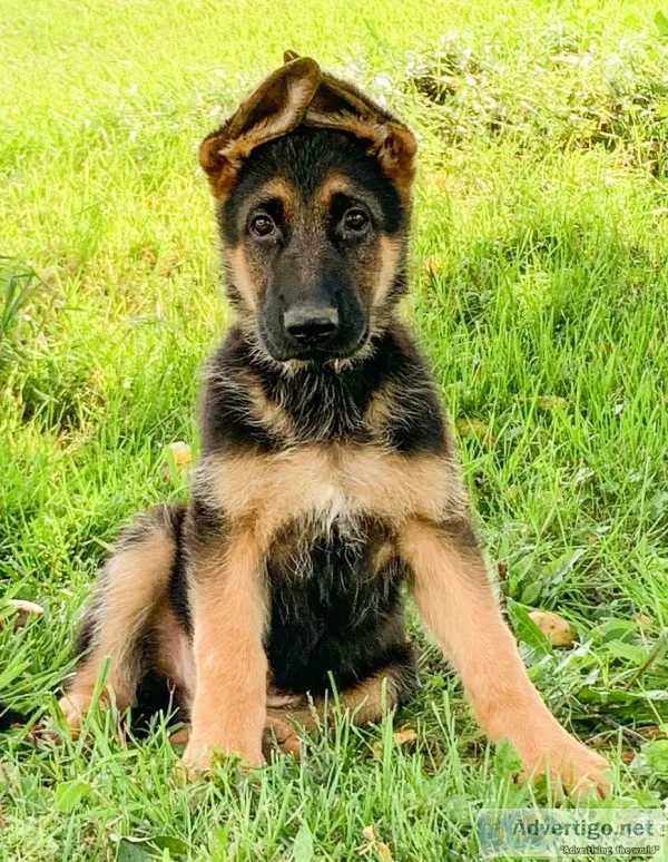 German Shepard Puppies
