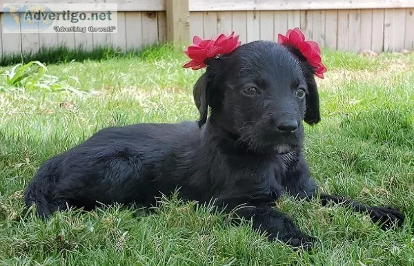 F1b Labradoodle - Zoey
