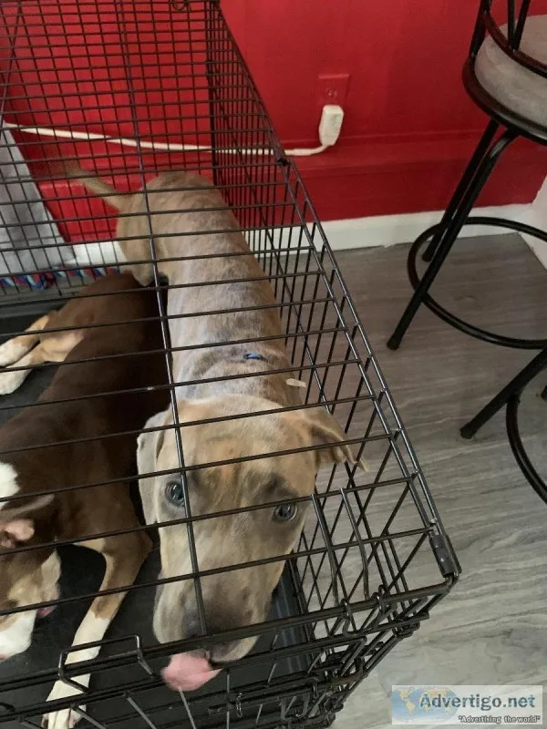 7 month old puppy
