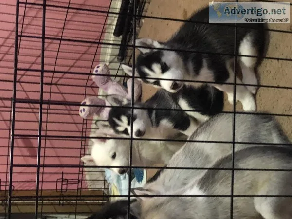 Siberian Husky