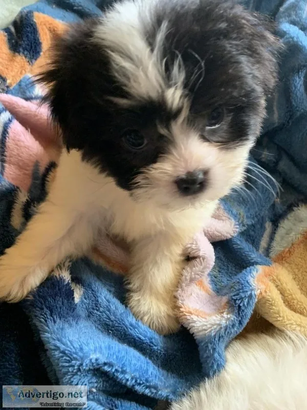 Shihtzu mixed pups
