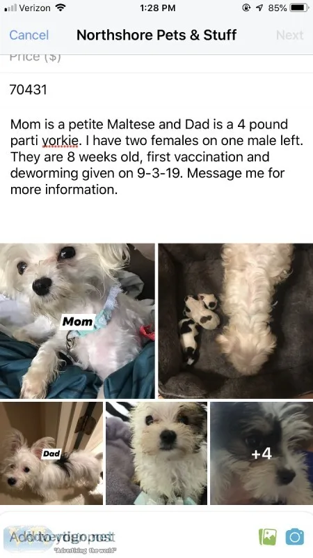 Morkie Puppies