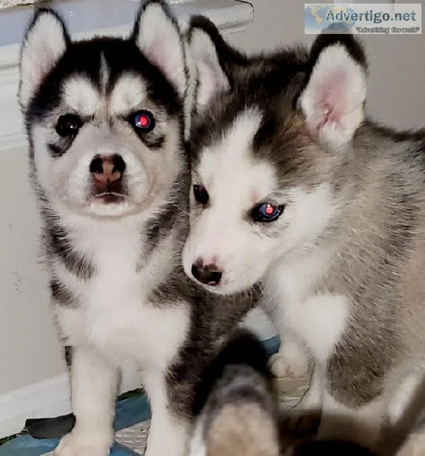6 Husky puppies