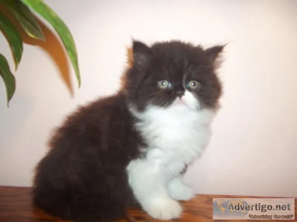 FANTASTIC PERSIAN KITTEN
