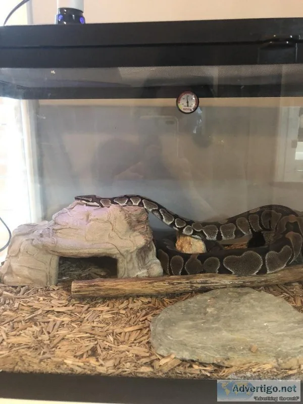 Free Male Ball Python 10 yrs old