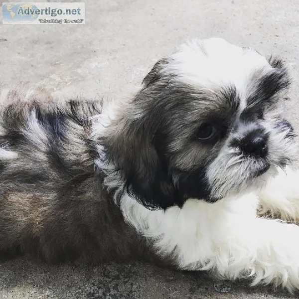 Toro the Malshih male puppy