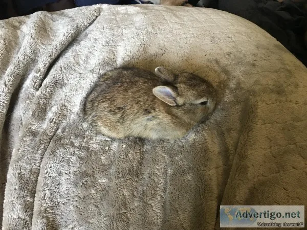 Dwarf bunnies