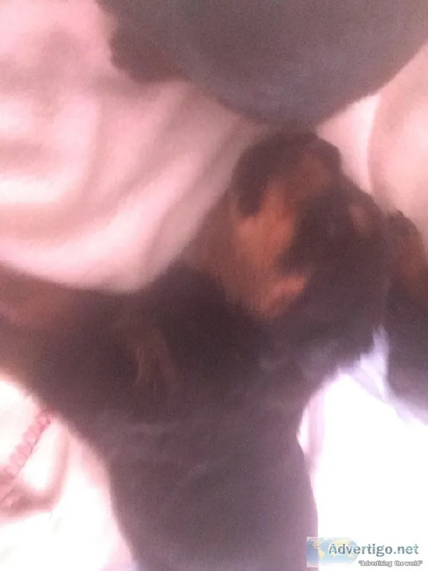 German Blockhead Rottweiler Pup