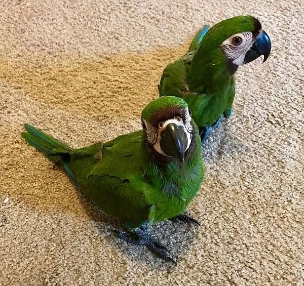 Severe Mini Macaw