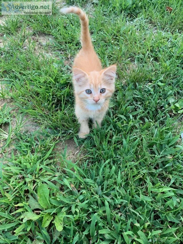 Orange Kitten